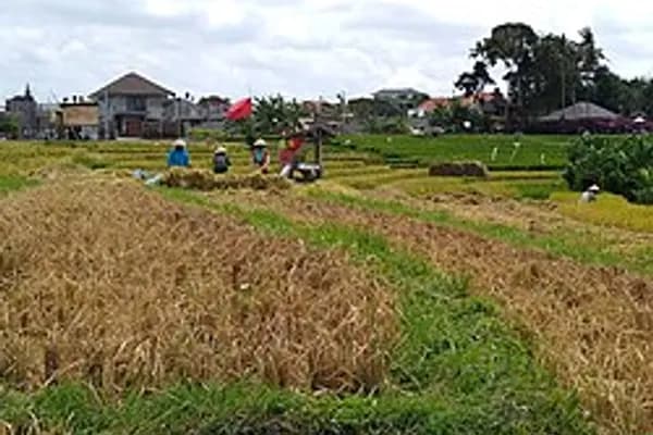 Canggu photo 5
