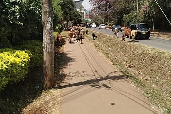 Lavington photo 1